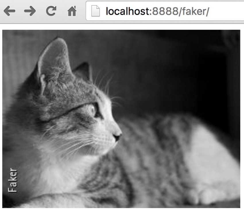 Using Faker Images of Cats