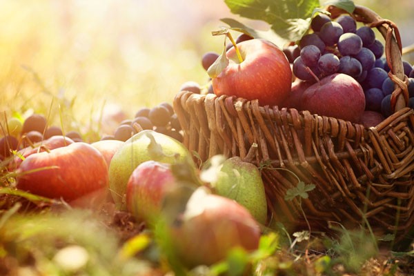 Thats a lot of fruit