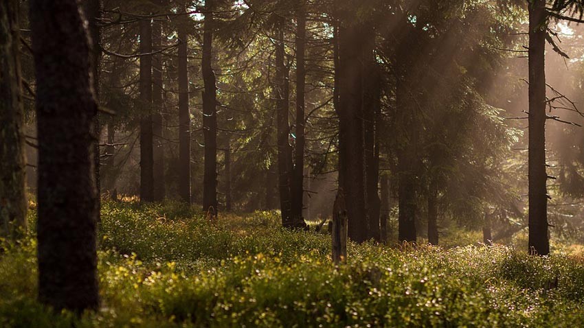 Forest Image Downloaded Using Python Requests Module